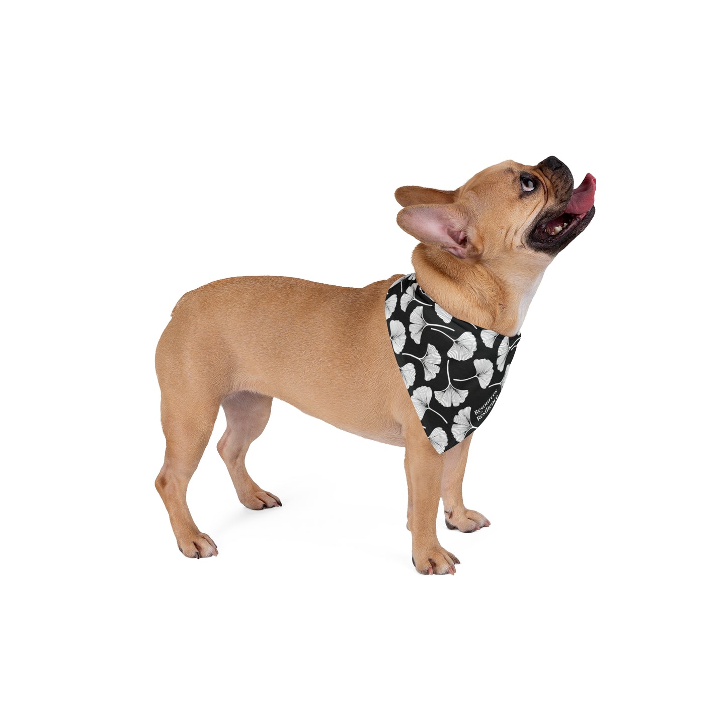 Ginkgo Leaf Pet Bandana (Black)